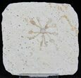 Floating Crinoid (Saccocoma) - Solnhofen Limestone #22455-1